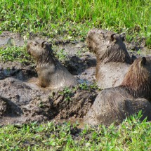 That's cool - Capybaras enjoying the mud